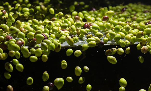 Olio di semi o olio d'oliva?